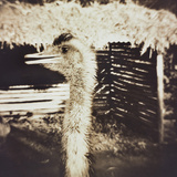 Ostrich in Profile