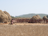 Tribal Dancing by Village Women Celebrating the Rice Harvest  Rural Orissa  India  Asia