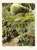 California Cactus Pasadena