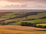 Grazing Sheep and Crop Fields Near Stockleigh Pomeroy  Mid Devon  England  United Kingdom  Europe