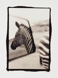 Zebra in the Mirror 1