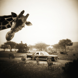 Giraffe and Friends Falcon Ridge Texas