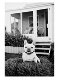 French Bulldog Southampton NY