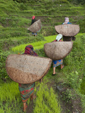 Female Farmers in Field with Traditional Rain Protection  Lwang Village  Annapurna Area 