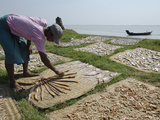 Fisherman Spreading Fish Catch in the Sun for Drying  Irrawaddy Delta  Myanmar (Burma)  Asia