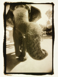 Elephant's Trunk