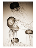 Jellyfish in Motion 2