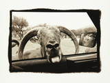 Ram in Car