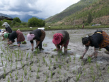 Female Farmers Transplanting Rice Shoots into Rice Paddies  Paro Valley  Bhutan  Asia