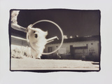 Lulu jumping through hoop