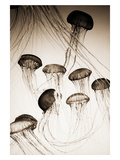 Jellyfish in Motion 3
