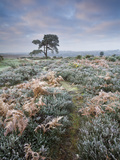 Hoar Frost Coated Heather  Bracken and Pine Tree in New Forest National Park  Hampshire  England