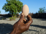 Megapode Egg  Savo Island  Solomon Islands  Pacific