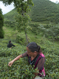 Women Plucking Tea  Fikkal  Nepal  Asia