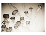 Jellyfish in Motion 4