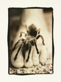 Tarantula on Foot