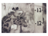 13' Giraffe