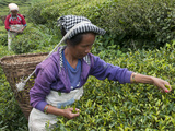 Women Plucking Tea  Fikkal  Nepal  Asia