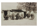 Sheep Committtee