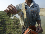 Large Shrimp from Waterway in Irrawaddy Delta  Myanmar (Burma)  Asia