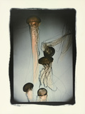 Jellyfish in Motion 1