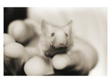 Mouse in Hand
