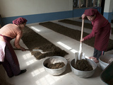 Interior of Tea Factory  Nepal Tea Is Essentially Identical to Darjeeling Tea  Fikkal  Nepal  Asia