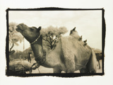 Camel and Birds