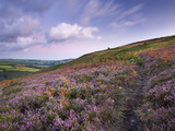 Footpath Winding Through Carpet of Heather on Trentishoe Down  Exmoor Nat'l Park  Devon  England