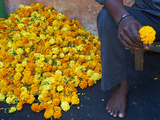 Marigolds  Flower Market  Madurai  Tamil Nadu  India  Asia