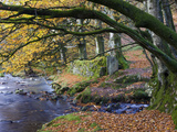 Autumn Scenes Beside Oare Water Near Robbers Bridge  Exmoor National Park  Somerset  England  UK