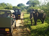 Asiatic Tusker Elephant (Elephas Maximus Maximus)  Yala National Park  Sri Lanka