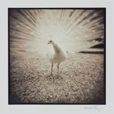 White Peacock