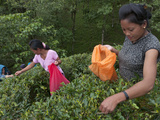 Women Plucking Tea  Fikkal  Nepal  Asia