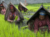 Female Farmers at Work in Rice Nursery  with Rain Protection  Annapurna Area  Pokhara  Nepal  Asia