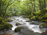 Rocky River Plym Flowing Through Dewerstone Wood in Dartmoor National Park  Devon  England  UK