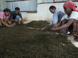 Lwan Tea Factory  Pokhara  Annapurna Region  Nepal  Asia