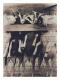 Goat Chorus Line