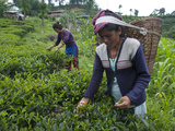 Women Plucking Tea  Fikkal  Nepal  Asia