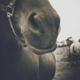 Looking a Gift Horse in the Mouth