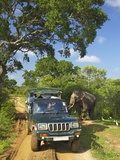 Asiatic Tusker Elephant (Elephas Maximus Maximus)  Yala National Park  Sri Lanka