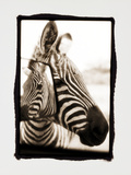Zebra in the Mirror 2
