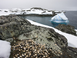 Limpet Shells on the Rocks at White Island  in the Antarctic Peninsula  Antarctica  Polar Regions