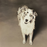 Dog Looking for a Home