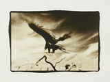 Vulture in Flight San Bernardino CA
