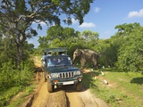 Asiatic Tusker Elephant (Elephas Maximus Maximus)  Yala National Park  Sri Lanka