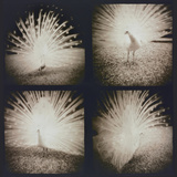White Peacock Four times