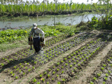 Farmer Watering His Vegetable Garden  Ye Saing Kone Village Near Labutta  Myanmar (Burma)