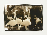 Flamingo Group