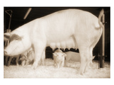 Pig and Five Piglets